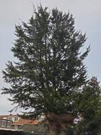 Gratis Cipres takken/stammen (Er is nog voor de liefhebber!), Bloeit niet, Overige soorten, 250 tot 400 cm, Ophalen