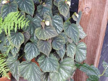 Begonia grandis (evansia) volkomen winterhard , voor schaduw beschikbaar voor biedingen