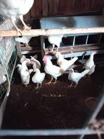 Te koop jonge witte leghennen leghorn hennen, Dieren en Toebehoren, Pluimvee, Vrouwelijk, Kip