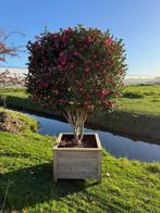 Camelia sasanqua meerstammig multistam wintergroen, Tuin en Terras, Winter, 100 tot 250 cm, Ophalen, Volle zon