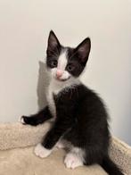 Gratis kitten + mama poes, Dieren en Toebehoren, Katten en Kittens | Overige Katten, Meerdere dieren, Kortharig, 0 tot 2 jaar