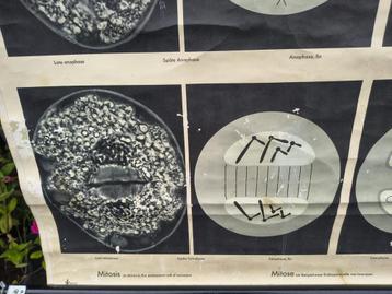 Vintage poster Celdeling beschikbaar voor biedingen