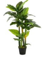 spathiphyllum 4 stammen 160cm, Ophalen of Verzenden, Nieuw