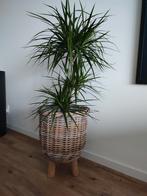 Grote rotan mand met plant, Ophalen, Overige soorten, Minder dan 100 cm