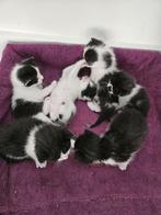 Schattige, sociale kittens te koop - poesjes en katers, Dieren en Toebehoren, Meerdere dieren, Kortharig, 0 tot 2 jaar