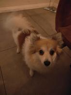 Hond, Dieren en Toebehoren, CDV (hondenziekte), Teef, Eén hond, Klein