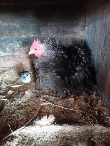 Krielkip met 5 kuikens beschikbaar voor biedingen