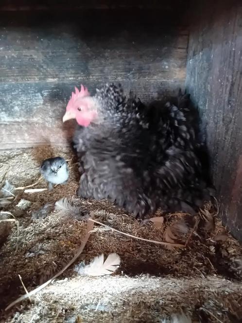 Krielkip met 5 kuikens, Dieren en Toebehoren, Pluimvee, Kip, Geslacht onbekend