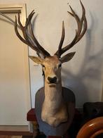 EDELHERT GROOT 170 CM HOOG, Ophalen, Zo goed als nieuw, Hert, Gewei of Kop