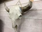 Buffel Skulls met witte of zwarte hoorns ,  Grote aantallen, Ophalen of Verzenden, Nieuw