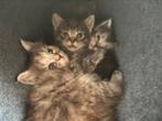 Mainecoon/Brits korthaar x Siberische boskat, 4 kittens, Dieren en Toebehoren, Katten en Kittens | Raskatten | Langhaar, Meerdere dieren