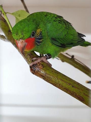 Mooi koppel Roodflanklori's beschikbaar beschikbaar voor biedingen