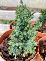 taxus plantjes, Overige soorten, Vaste plant, Ophalen of Verzenden, Bloeit niet