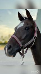Aangeboden E pony ruin, Dieren en Toebehoren, Pony's, E pony (1.48m - 1.57m), Ruin, M, 7 tot 10 jaar