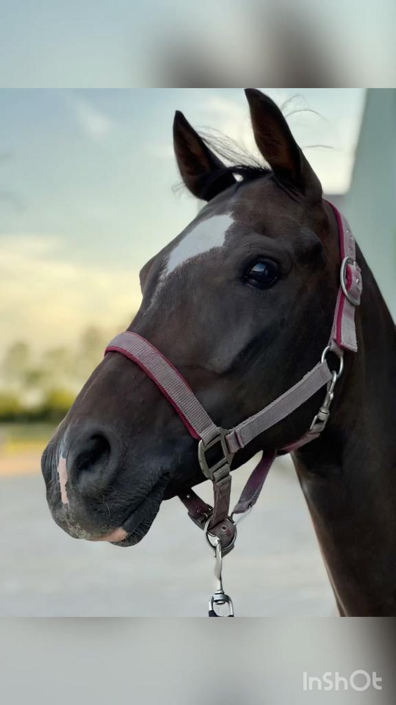 Aangeboden E pony ruin, Dieren en Toebehoren, Pony's, Ruin, M, E pony (1.48m - 1.57m), Recreatiepony, 7 tot 10 jaar