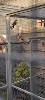 Majoor putter, Dieren en Toebehoren, Vogels | Overige Vogels, Mannelijk, Wildzangvogel, Geringd