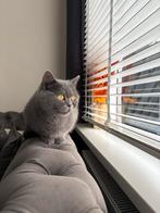 Britse Korthaar, Dieren en Toebehoren, Poes