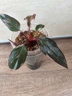 Philodendron pink princess, Huis en Inrichting, Kamerplanten, Ophalen of Verzenden