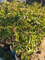 Portugese Laurier 60cm in Pot, Vaste plant, Halfschaduw, Lente, Ophalen