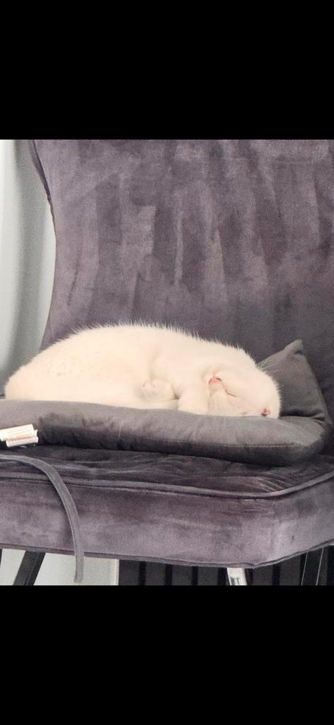 Britse korthaar poes, Dieren en Toebehoren, Katten en Kittens | Raskatten | Korthaar, Poes