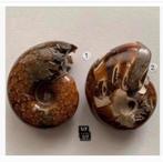 Korting 2 x fossiele ammonieten in Folie frame pr.p.st., Ophalen of Verzenden, Fossiel