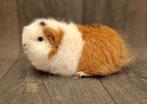 Cavia ch-teddy zeugje, Dieren en Toebehoren, Cavia, Juli, Vrouwelijk, Tam