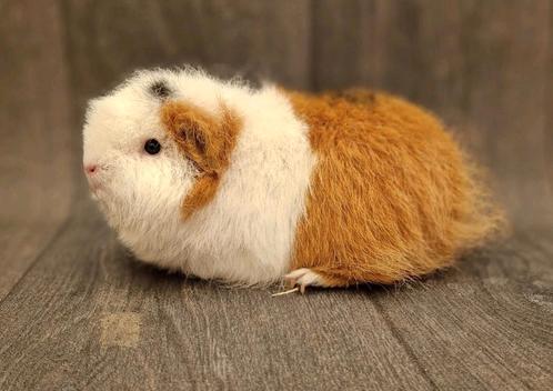 Cavia ch-teddy zeugje, Dieren en Toebehoren, Knaagdieren, Vrouwelijk, Cavia, Juli, Tam