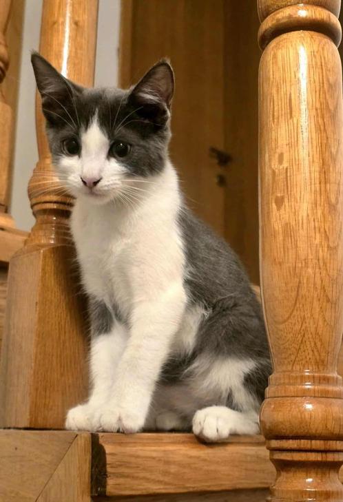 Zizzy – een engeltje dat ondanks alles blijft vertrouwen, Dieren en Toebehoren, Katten en Kittens | Overige Katten, Kortharig