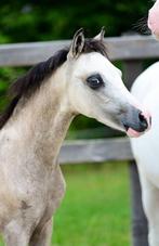 Welsh sectie A hengst veulen, Hengst, A pony (tot 1.17m), 0 tot 2 jaar