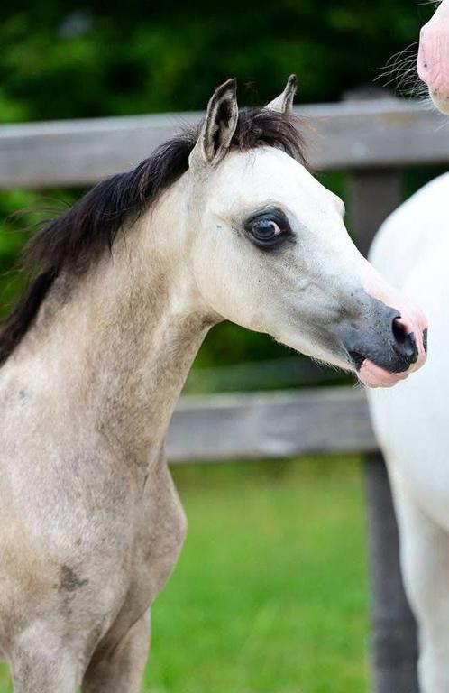 Welsh sectie A hengst veulen, Dieren en Toebehoren, Pony's, Hengst, A pony (tot 1.17m), 0 tot 2 jaar