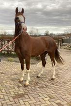 Tuigpaard, Dieren en Toebehoren, Paarden, Tuigpaard, Ruin