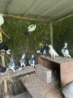 13 bonte sierduifjes, Dieren en Toebehoren, Vogels | Duiven, Meerdere dieren, Overige soorten