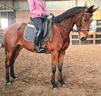 Brave 9 jr allrounder 1,60 (recreatie-manege-sport), Dieren en Toebehoren, Paarden, Ruin, 7 tot 10 jaar, 160 tot 165 cm, Recreatiepaard