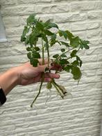 Tomaat, Volle zon, Groenteplanten, Eenjarig, Ophalen of Verzenden