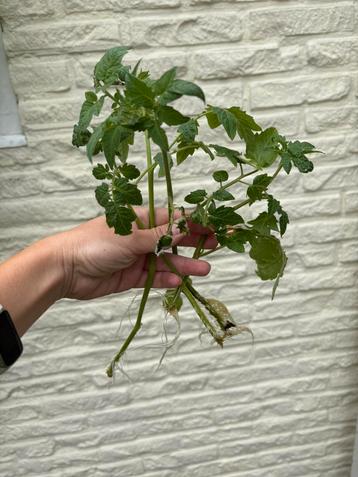 Tomaat beschikbaar voor biedingen
