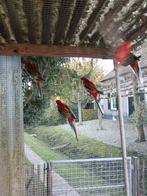 Pracht rosella  2 stuks 35 euro per st, Vrouwelijk, Parkiet