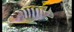 Labidochromis Sp. Hongi cichlid, Vis, Zoetwatervis, Schoolvis