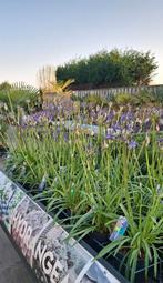 Agapanthus, Ophalen, Zomer, Overige soorten, Volle zon
