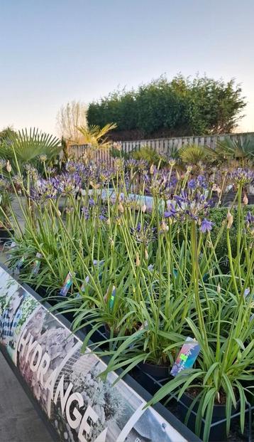 Agapanthus  beschikbaar voor biedingen