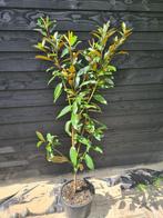 Magnolia Grandiflora 'Alta', Tuin en Terras, Ophalen of Verzenden, Overige soorten, Struik, 100 tot 250 cm