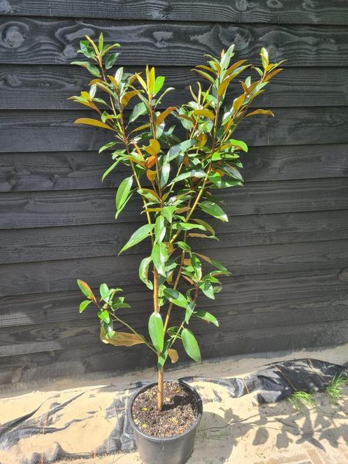 Magnolia Grandiflora 'Alta', Tuin en Terras, Planten | Struiken en Hagen, Struik, Overige soorten, 100 tot 250 cm, Ophalen of Verzenden