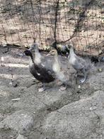 Jonge eenden, Dieren en Toebehoren, Pluimvee, Meerdere dieren, Eend