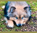 Mooie Lieve Pomsky Dekreu met blauwe ogen, Rabiës (hondsdolheid), Reu, Eén hond, 3 tot 5 jaar