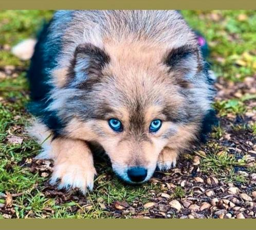 Mooie Lieve Pomsky Dekreu met blauwe ogen  ( niet te koop ), Dieren en Toebehoren, Honden | Dekreuen, Reu, Particulier, Eén hond