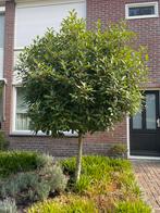 Mooie Photinia fraseri Red Robin Glansmispel boom op stam., Tuin en Terras, Planten | Bomen, Ophalen, Halfschaduw, Bolboom, 250 tot 400 cm