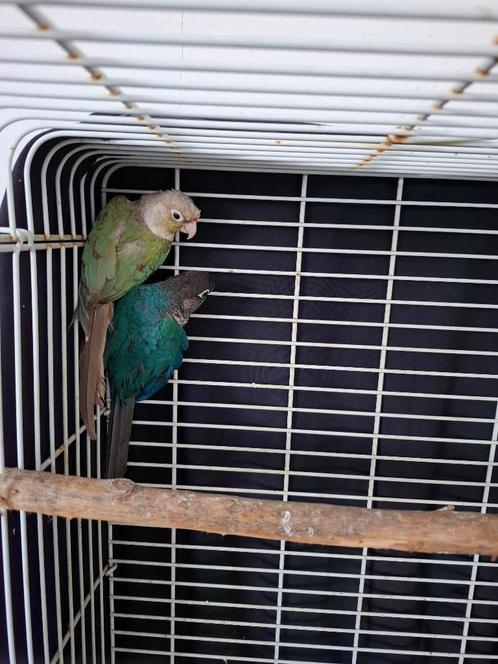 WEGENS STOPPEN BEWEZEN 1-1 Mutatie Pyrrhuras, Dieren en Toebehoren, Vogels | Parkieten en Papegaaien, Parkiet, Mannelijk, Geringd