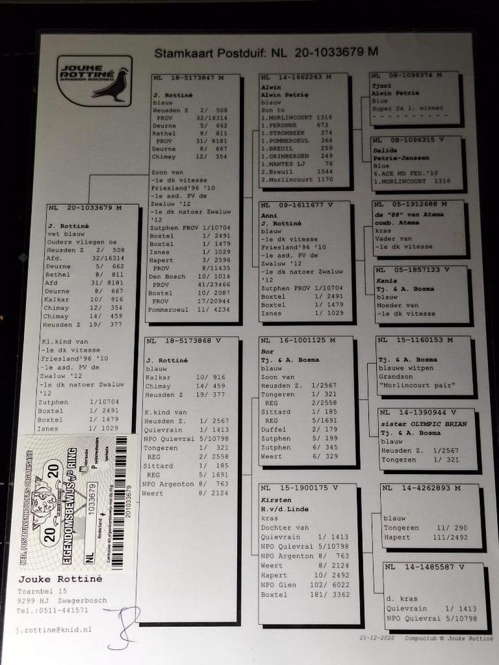 14 topkwekers met superstamkaarten in 1 koop, Dieren en Toebehoren, Vogels | Duiven, Postduif, Meerdere dieren