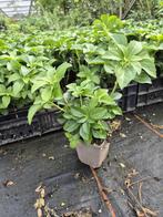 Schaduwkruid - Pachysandra terminalis, Bodembedekkers, Vaste plant, Ophalen of Verzenden, Halfschaduw