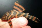 Te koop L306 Panaqolus Claustellifer, Dieren en Toebehoren, Vis