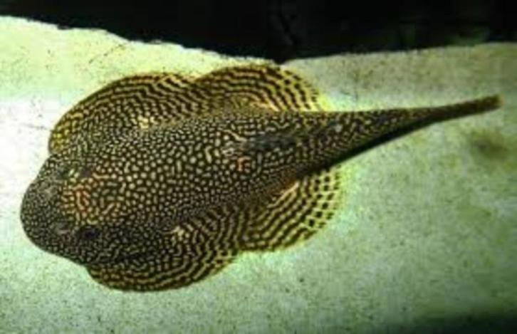 Sewellia sp. Spotted - Raamplakker - Koidream Valburg, Dieren en Toebehoren, Vissen | Aquariumvissen, Zoetwatervis, Vis